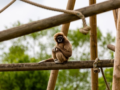 White-handed gibbon - De Zonnegloed - Animal park - Animal refuge centre 